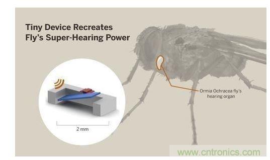 顯示研究人員們經由這種寄生蠅的聲音處理機製啟發，開發出一款低功耗的麥克風組件。