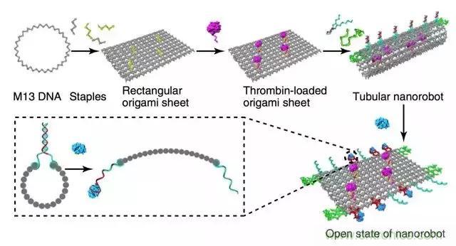 中美科學家聯手，用DNA納米機器人殺死癌細胞