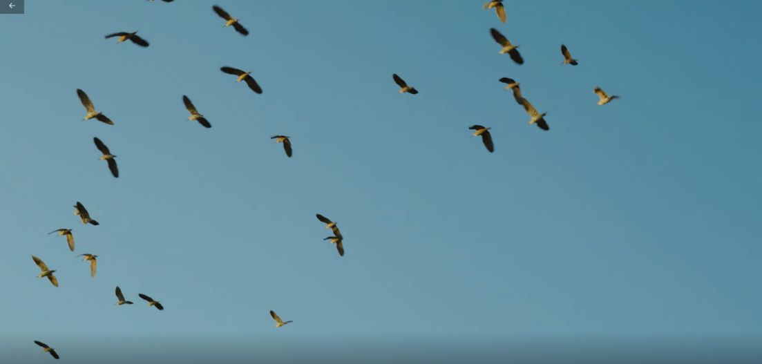 世界濕地日：海康威視攜手一個地球自然基金會，在上海守護這個重要“驛站”