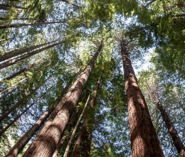 ST:不止於“芯”,半導體業如何為ESG可持續發展賦能