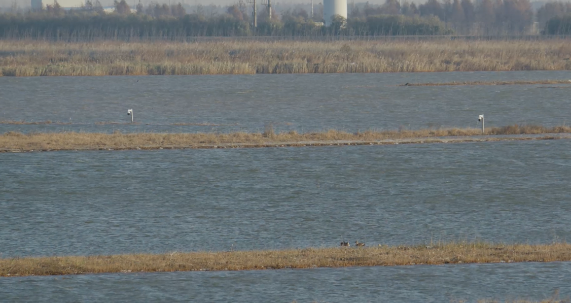 世界濕地日：海康威視攜手一個地球自然基金會，在上海守護這個重要“驛站”