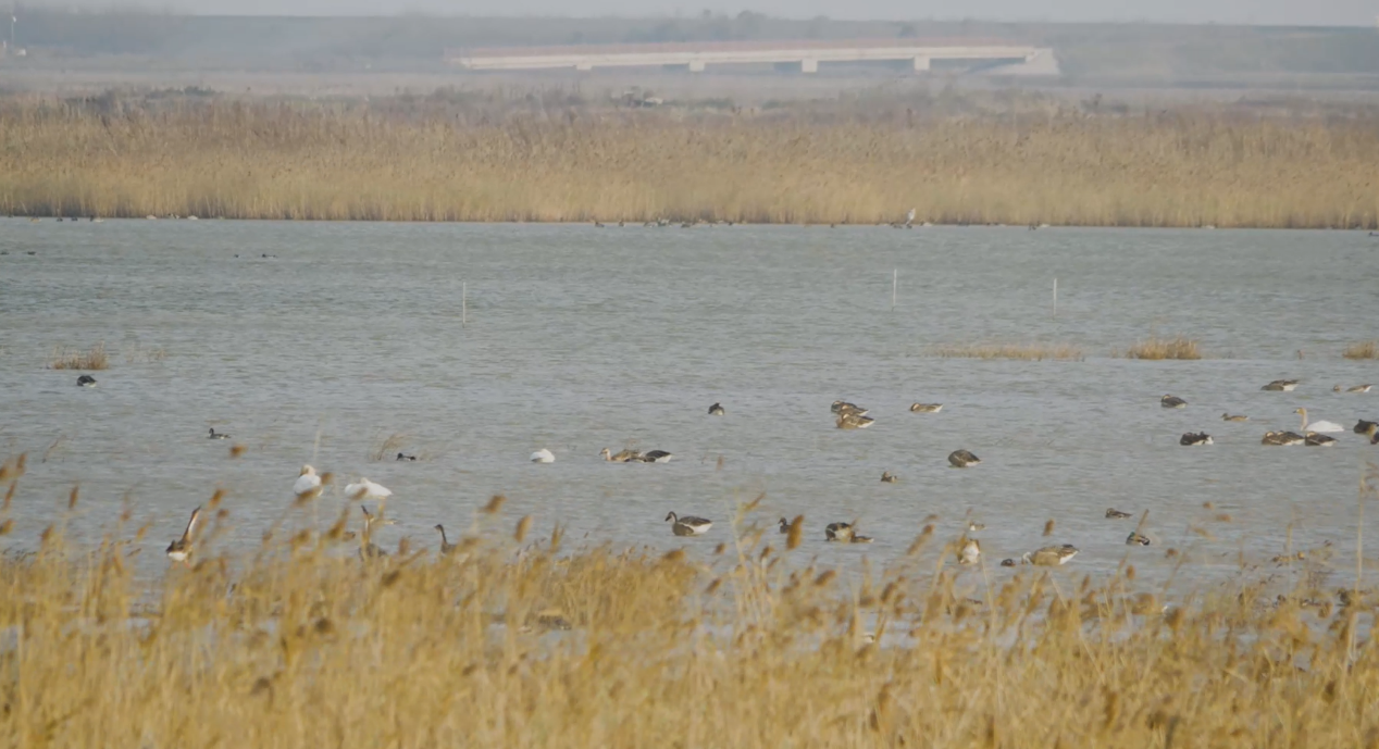 世界濕地日：海康威視攜手一個地球自然基金會，在上海守護這個重要“驛站”