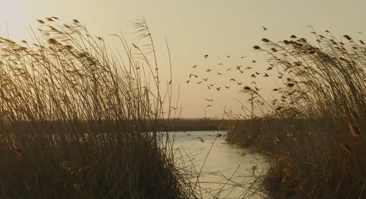 世界濕地日：海康威視攜手一個地球自然基金會，在上海守護這個重要“驛站”