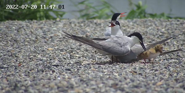 世界濕地日：海康威視攜手一個地球自然基金會，在上海守護這個重要“驛站”