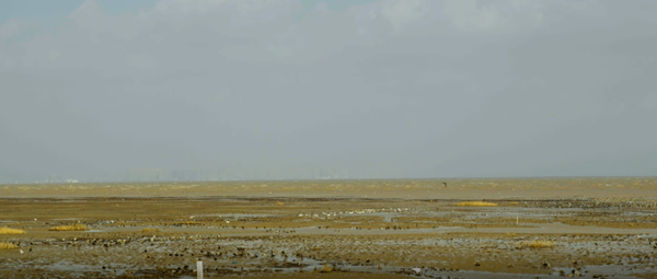 世界濕地日：海康威視攜手一個地球自然基金會，在上海守護這個重要“驛站”